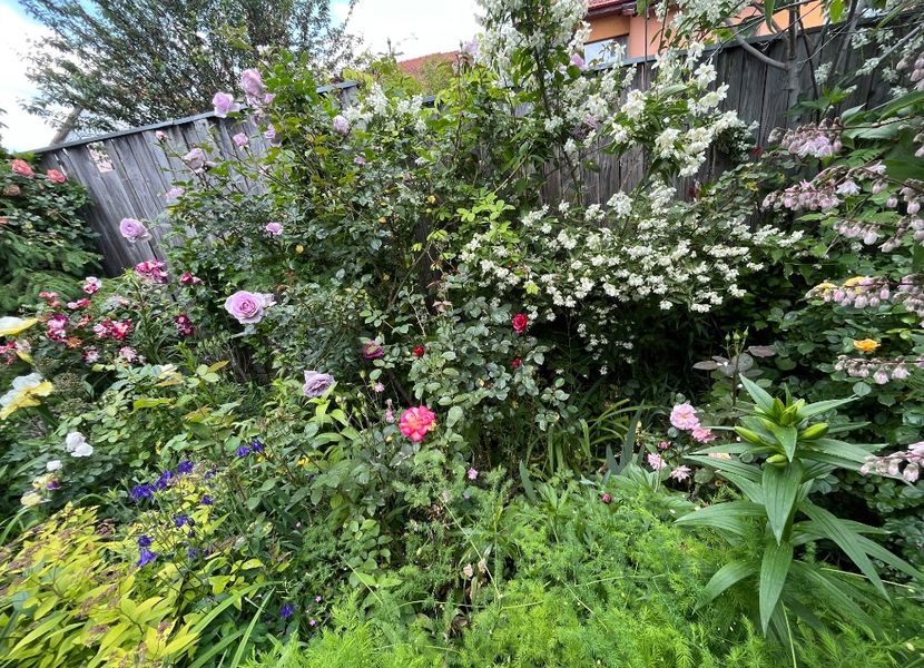 E4E9EF7F-DFA6-466C-92B0-E21CDA5CEAD8 - Trandafiri 2023