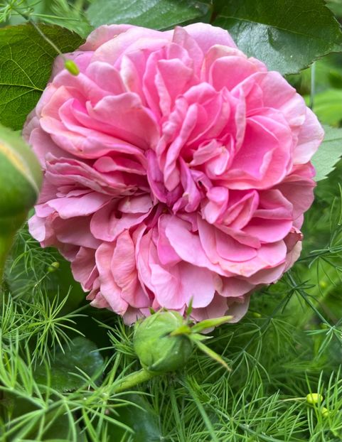 0443B03A-6246-4103-84A9-C03CDD59056D - Trandafiri 2023