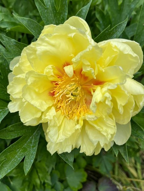 Itoh Bartzella - Bujor