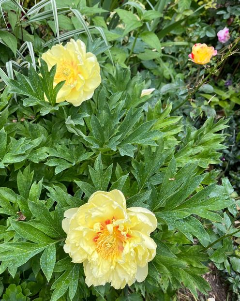 03345032-7A15-4D14-AC7F-80E36000217D - Bujor