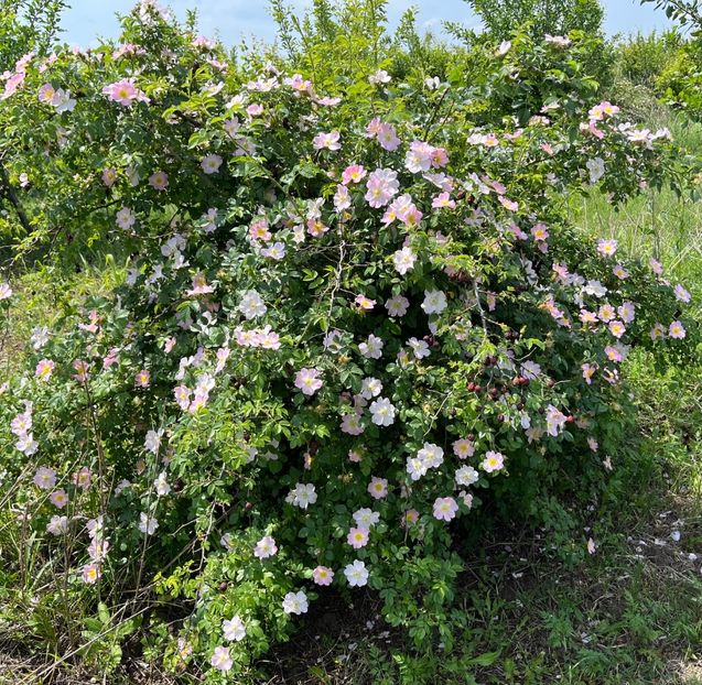 D25060FB-1691-4379-8F4B-16EE82F4CBE2 - Trandafiri la balta 2023