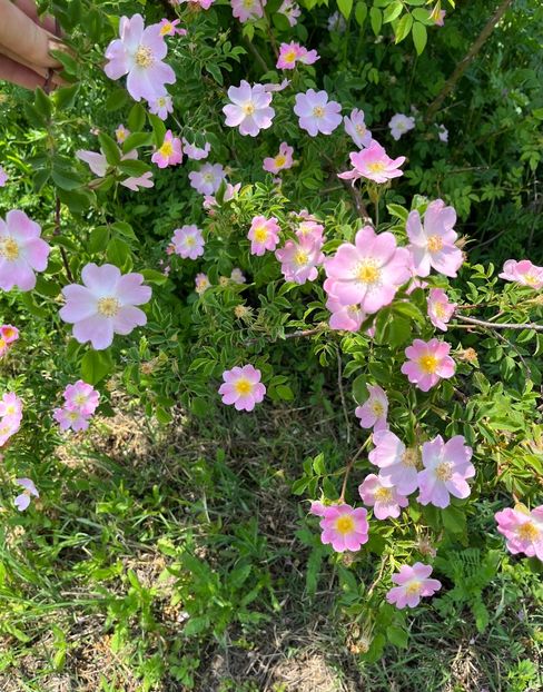 6F6A2067-C26B-4BAF-84EB-D6B77B2F8141 - Trandafiri la balta 2023