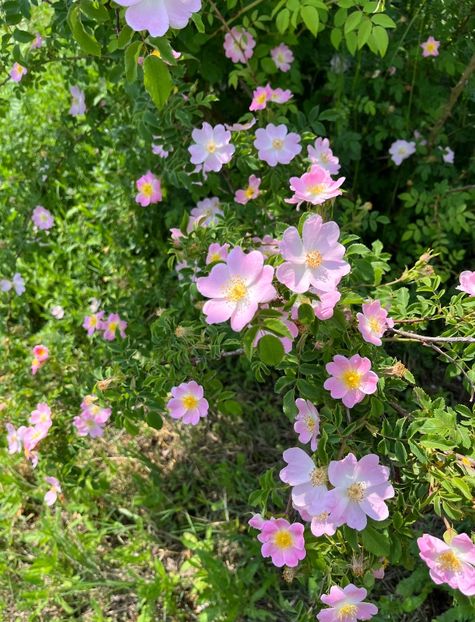 7F8C97CB-3557-4190-970D-1994F517991D - Trandafiri la balta 2023