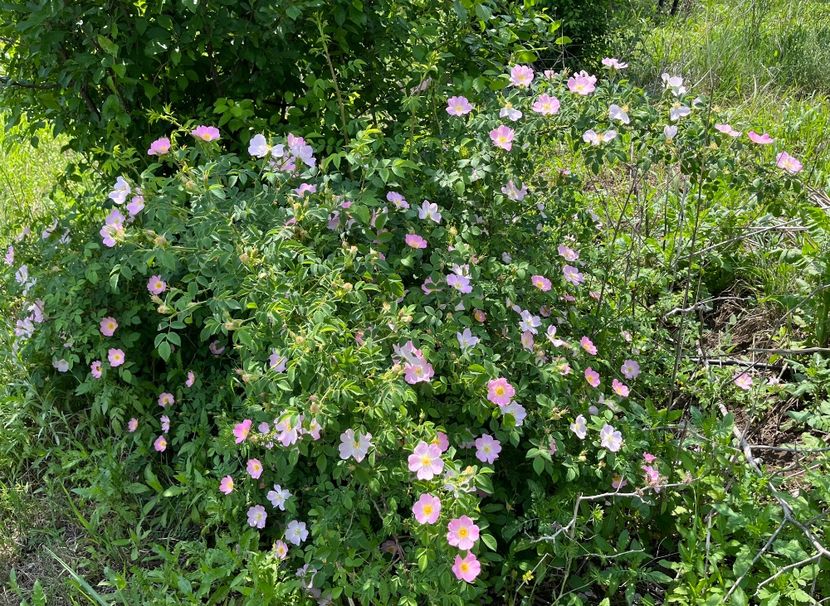 95987183-47F2-4D54-8EEB-FF88BBFA2D78 - Trandafiri la balta 2023