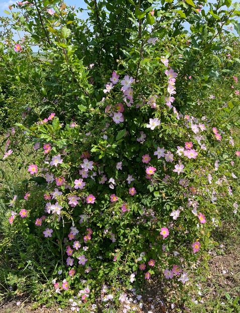 D82662C2-B256-4F20-BF65-F6A1DD82A53F - Trandafiri la balta 2023