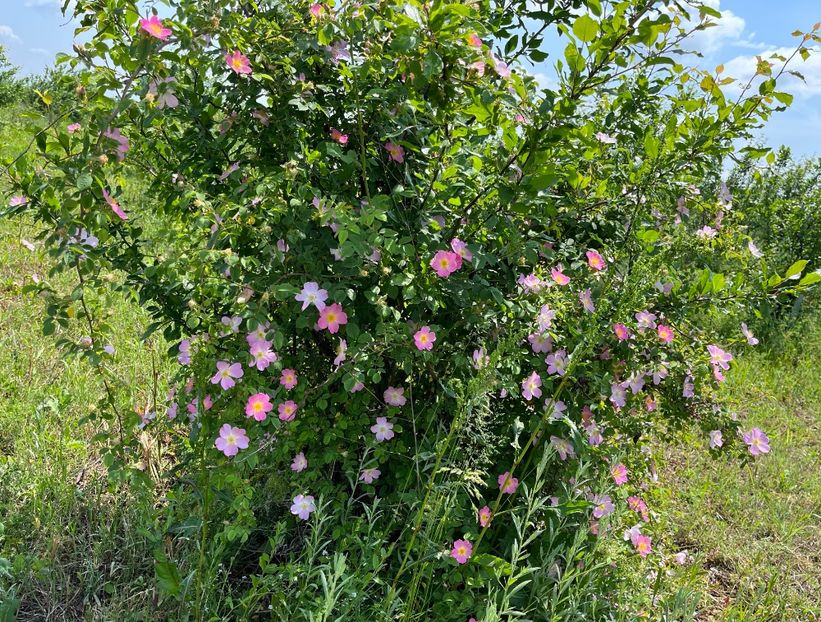 40967885-4798-4428-A600-0A8CE6800157 - Trandafiri la balta 2023