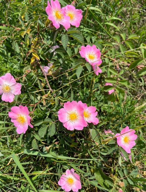 FFACE854-E66E-490F-9794-1F05BAE4E7EC - Trandafiri la balta 2023