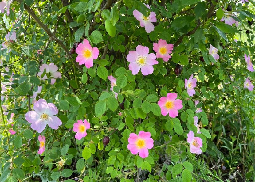 A58084D9-4E01-4465-9550-BA8A7908BEB2 - Trandafiri la balta 2023