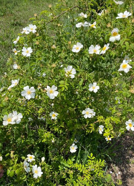 556820FD-D83D-423E-A08D-764435FA9C85 - Trandafiri la balta 2023