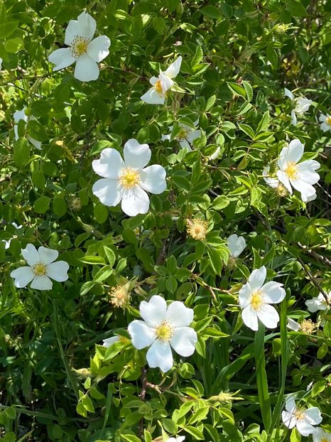 14AB0938-EFC9-46C9-BF67-7780F03057A9 - Trandafiri la balta 2023