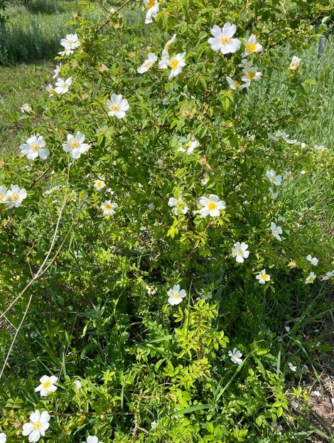 7D7E9F9A-CC8E-4612-B7CC-FD9C758F4142 - Trandafiri la balta 2023