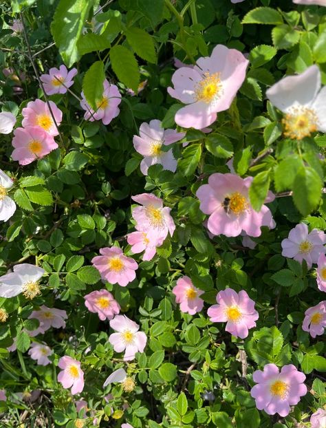 5377954C-C647-4EF2-80CA-BD4F3B577549 - Trandafiri la balta 2023