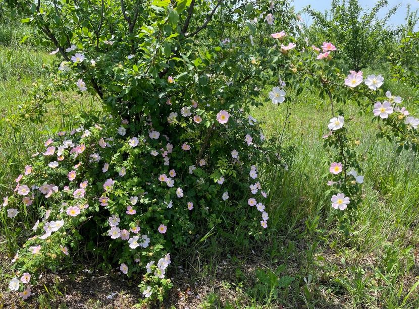 654F9AC5-54E3-41F6-B79C-31ECECD706C0 - Trandafiri la balta 2023