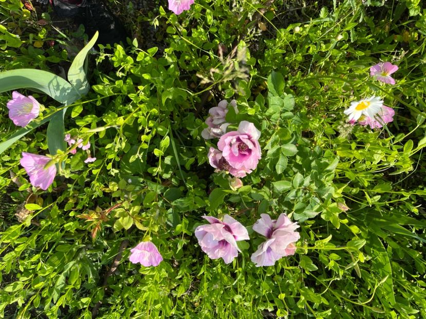 E373729E-4FC7-4EB6-96C0-AD145EB538BE - Trandafiri la balta 2023