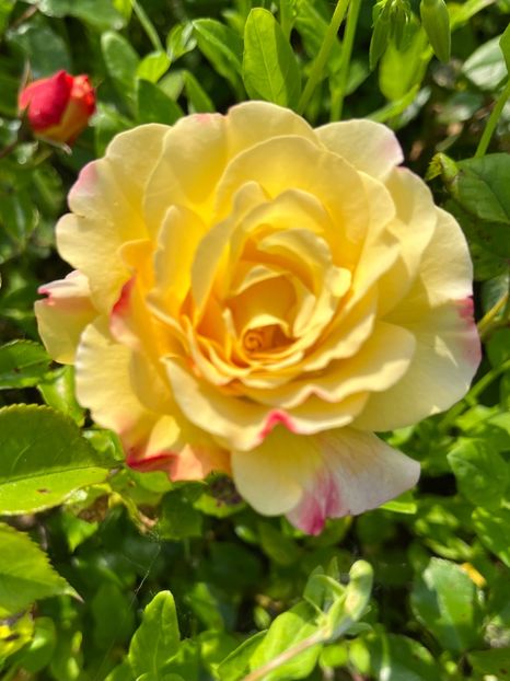 59121EEE-EA24-4634-B068-62706B65D005 - Trandafiri la balta 2023