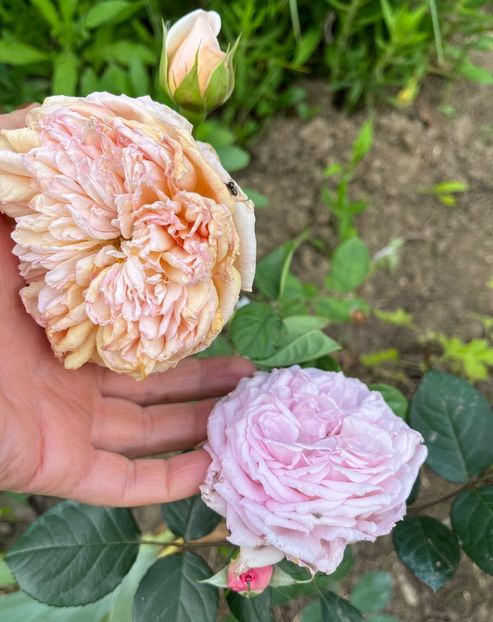 80EEBEB0-D5C0-4BE6-8547-5EA9888CF565 - Trandafiri la balta 2023