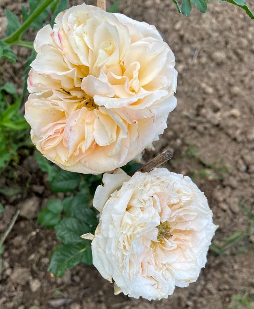 8E4C397A-6E49-4D8E-9710-4C28036F41B1 - Trandafiri la balta 2023