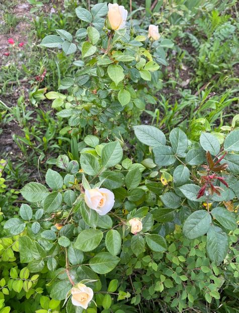 0CF1B5F6-7F5C-45D2-BC9C-9CC98A9AF945 - Trandafiri la balta 2023