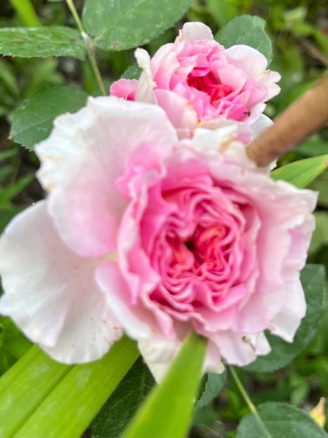 F2239B2D-793B-4A46-9CE1-8470B56DD5D4 - Trandafiri la balta 2023