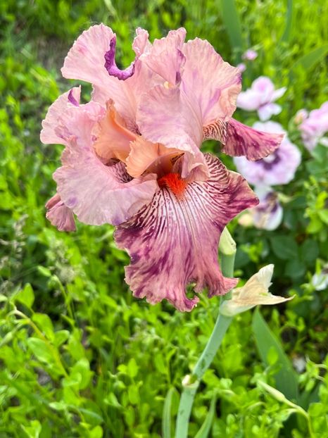 FB5034CC-568A-438C-A37A-065090FDD547 - Irisi 2017 2023 2024