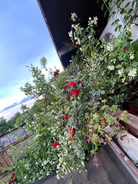 F20DFE93-2529-48D8-95AD-039678DEA134 - Trandafiri 2023