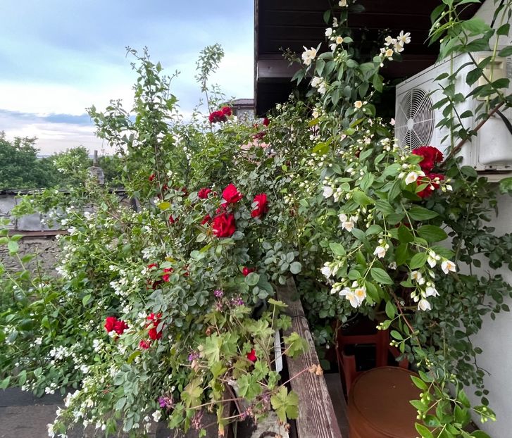 F414D307-FF8E-4E2E-8510-245238C6EECE - Trandafiri 2023