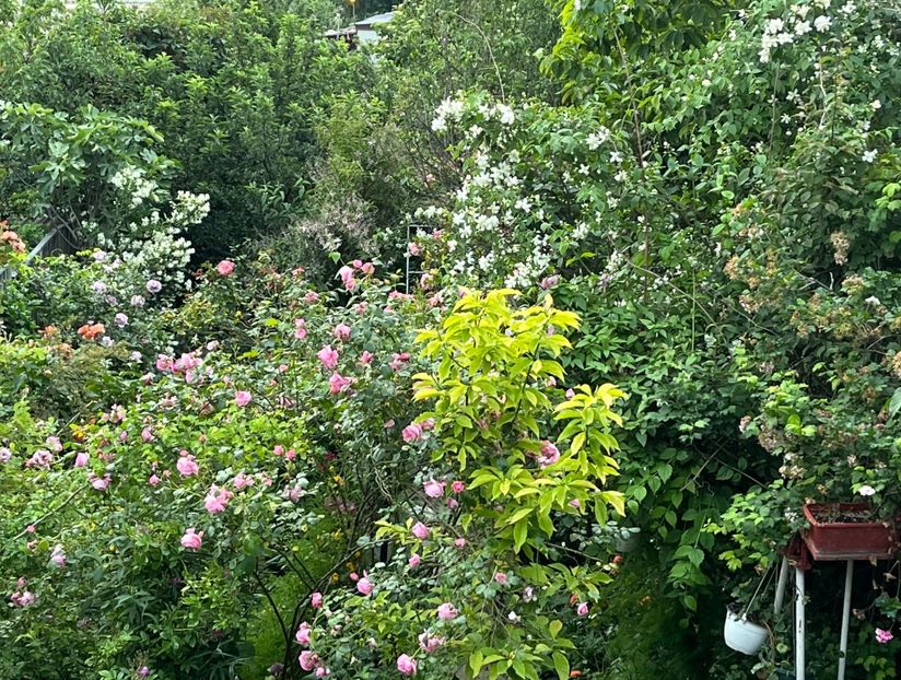 03EB6AF3-F812-4B9C-9D37-6499A13C6FE0 - Trandafiri 2023