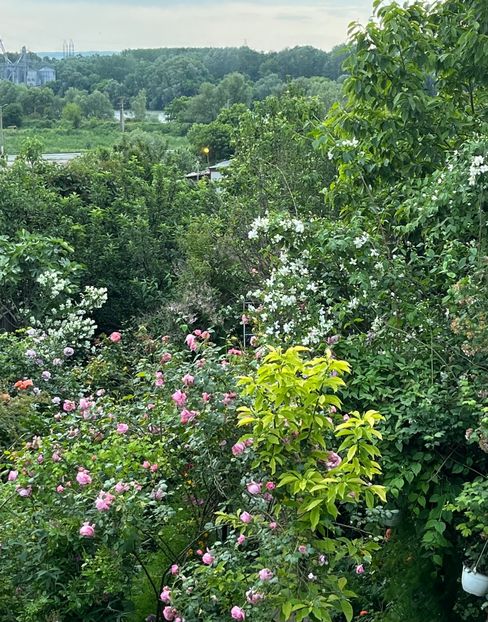 318DB546-31DF-483D-8282-701E50DCE615 - Trandafiri 2023