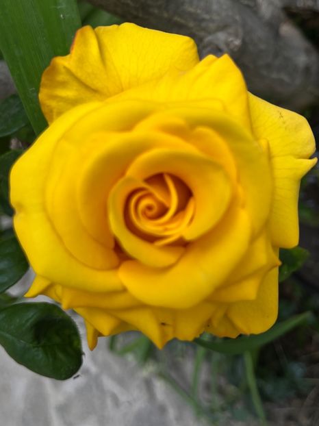 68187E9A-30B1-4C09-8B10-A64601E51A27 - Trandafiri 2023