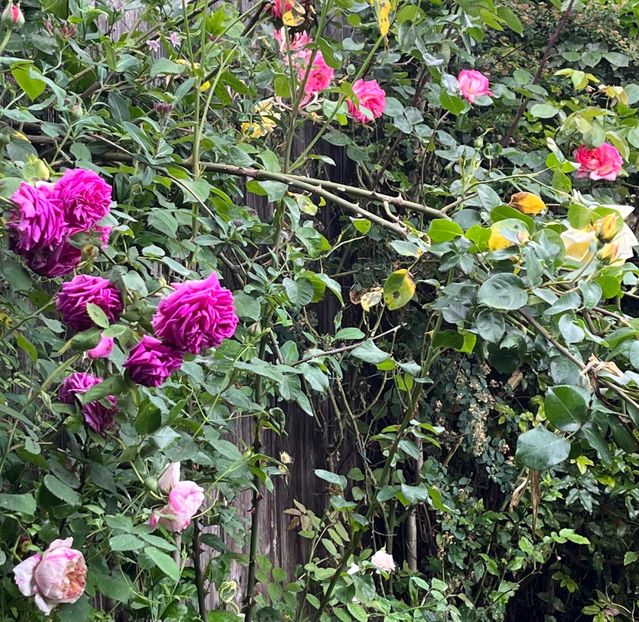 B8DF4664-A702-40C0-A63F-D9AFC3C7F430 - Trandafiri 2023