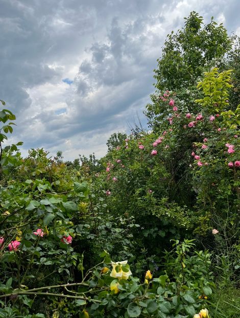 344AA80C-F7C4-45DB-A13E-99598ADBB874 - Trandafiri 2023