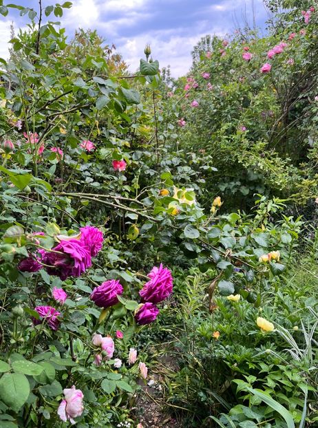 CBCD1E39-62C8-4574-877F-059C558C6C89 - Trandafiri 2023