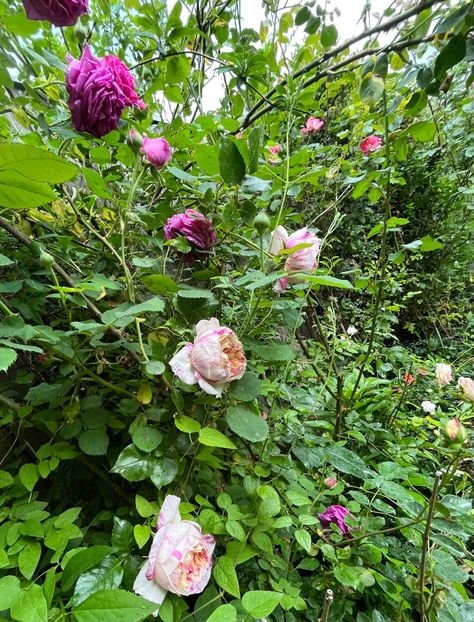 AA9067C8-5A10-464A-BABB-F71646F5E508 - Trandafiri 2023