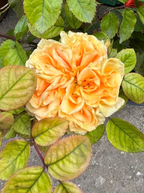 E14ADA12-C00F-4A99-AF74-9A0CA4765B6A - Trandafiri 2023