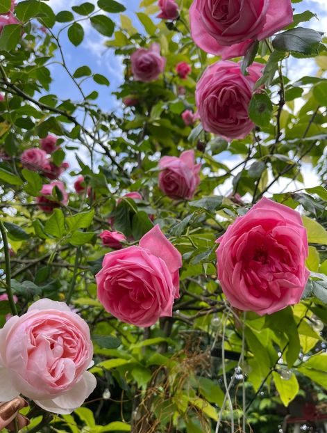 0D8CBD0F-ADB1-4205-88EC-1E0F778B04B7 - Trandafiri 2023