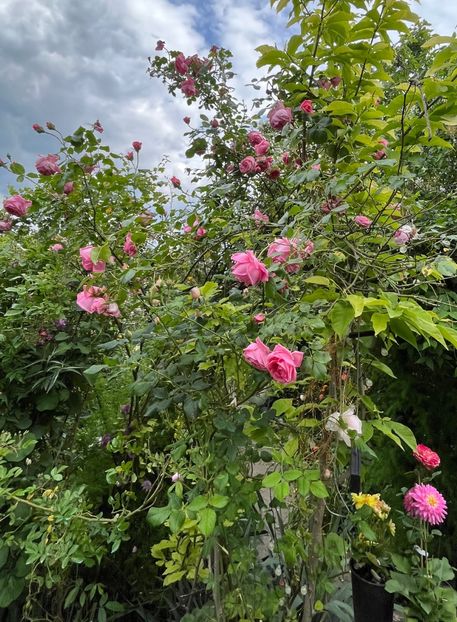 7BCA6E71-377E-409F-92D2-58E4B1AA275D - Trandafiri 2023