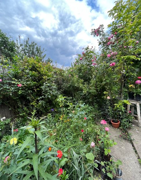 BCF47EFE-912F-4B45-B875-FA66804E2DAB - Trandafiri 2023