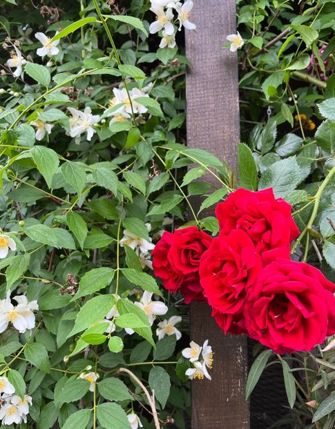 DCD157F2-C008-4F01-AD1C-011997448E9F - Trandafiri 2023