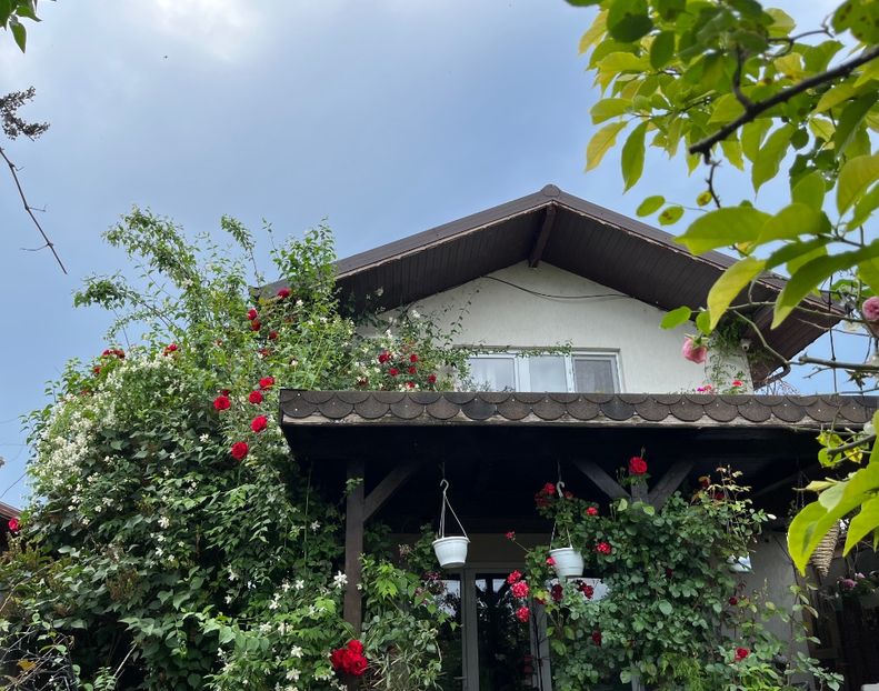 47C90879-C33C-43E0-9BF4-EBCF8B295261 - Trandafiri 2023