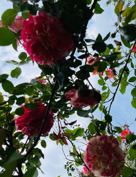 99892859-8780-4A44-9A37-4E3EA0B4485D - Trandafiri 2023