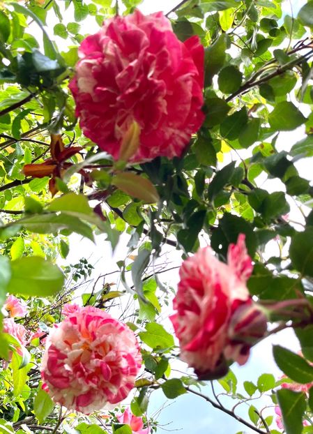 74131E7B-5DE9-4FB5-BB87-C6D8C16D1A62 - Trandafiri 2023