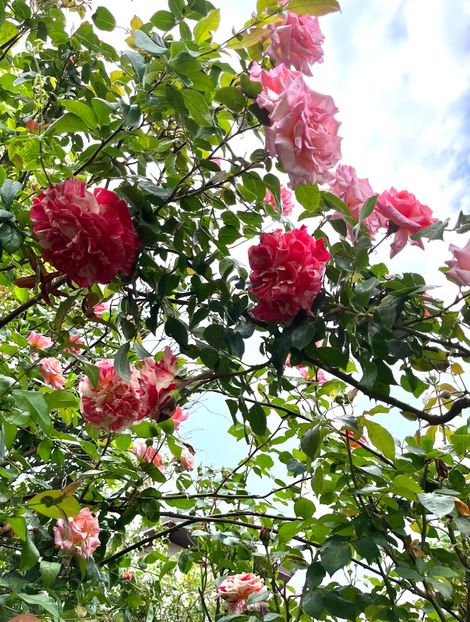 3BB0766F-0662-46C8-B561-4070DD763497 - Trandafiri 2023