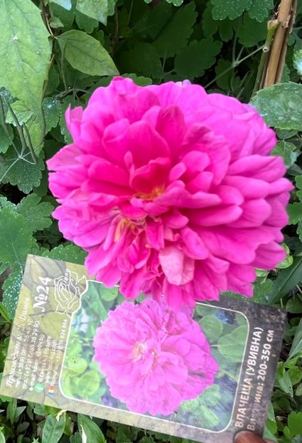 03824E36-559D-47D6-8C55-94DF09566D3F - Trandafiri 2023