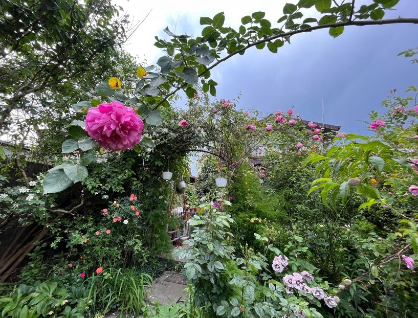 47D0D1D0-FF72-4FDC-8312-C89118212D79 - Trandafiri 2023