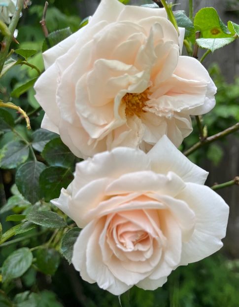 9BF68C67-A7DA-44F4-9285-6F1A8D4D4820 - Trandafiri 2023