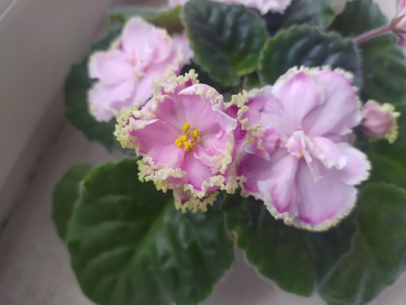 22 mai 2023 - Zima Ulybaetsia