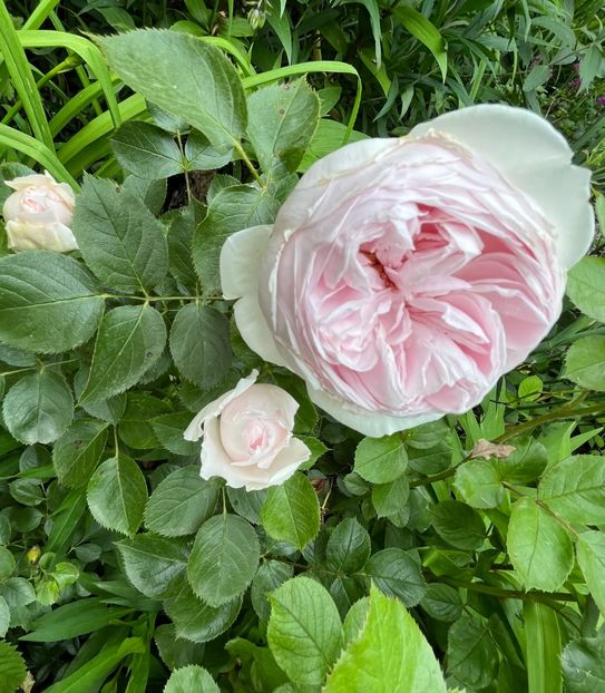 350E6436-243E-4052-B6FE-C1B784FBEDF1 - Trandafiri 2023