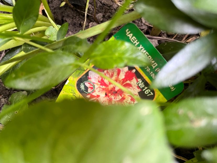 2E7B824A-9FA7-4B55-9F15-EA220B33726F - Trandafiri 2023