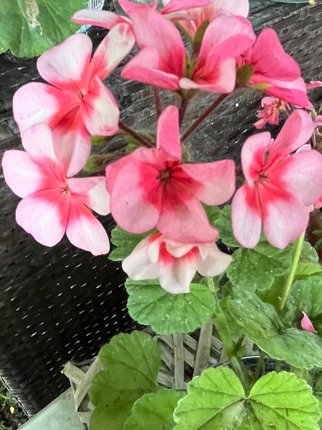 C62E3B47-A68E-4769-A5FA-529815542D32 - Muscate