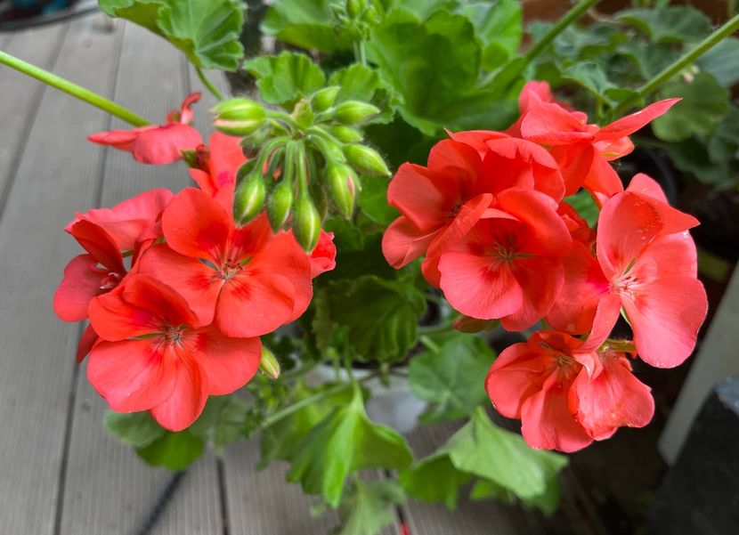 C2A61E5C-8EA0-477B-BE4E-6AEEF043DAA5 - Muscate